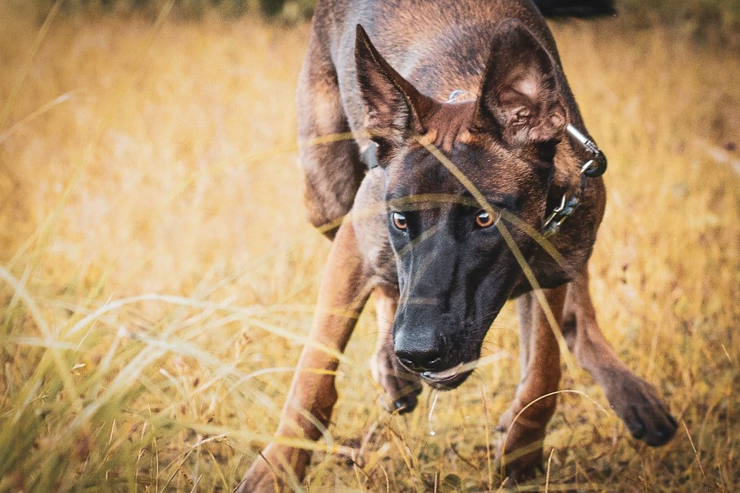 Pastor Belga Malinois correndo em um campo de grama alta, com a língua de fora