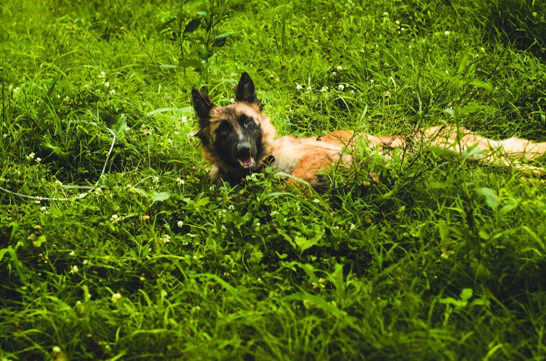 Pastor Belga Malinois deitado em um campo de grama verde, com a cabeça erguida e atenta