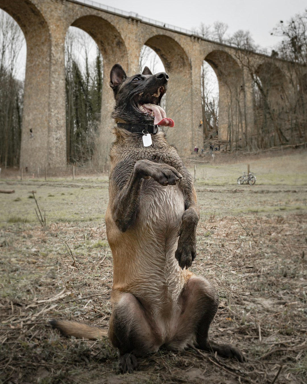 Pastor Belga Malinois em pé sobre as patas traseiras durante um exercício de treinamento
