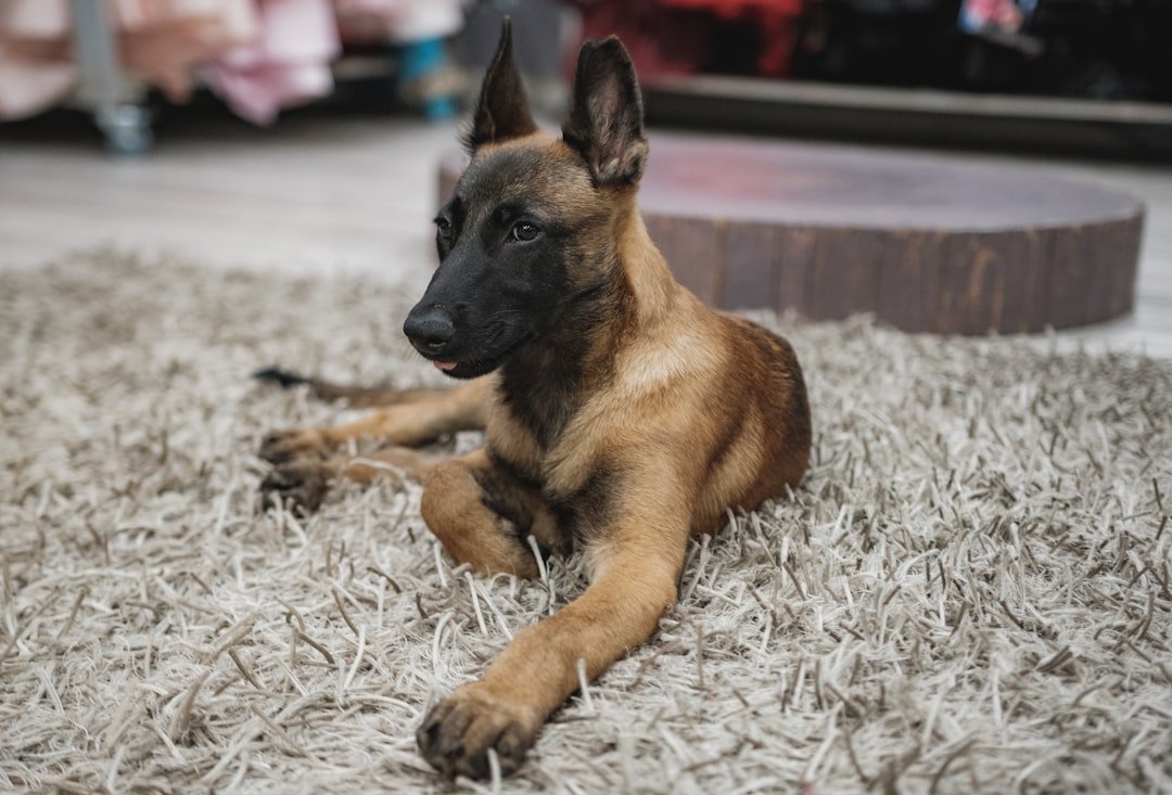Pastor Malinois Filhote deitado em um tapete, olhando para o lado com as orelhas ainda meio caídas