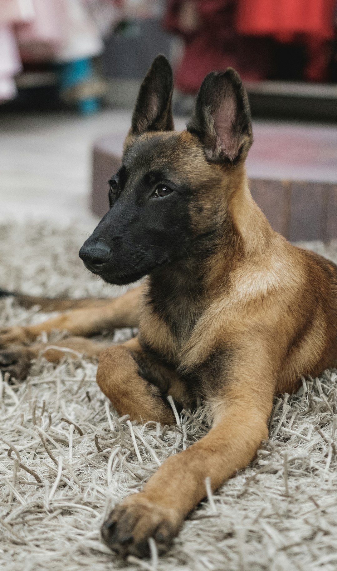 Pastor Malinois Filhote de 13 semanas deitado na neve, com a máscara preta já bem definida