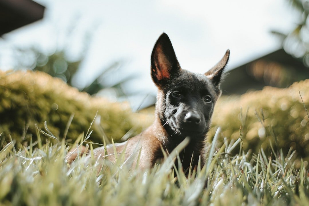 Pastor Malinois Filhote em um campo de grama, com as orelhas começando a ficar eretas