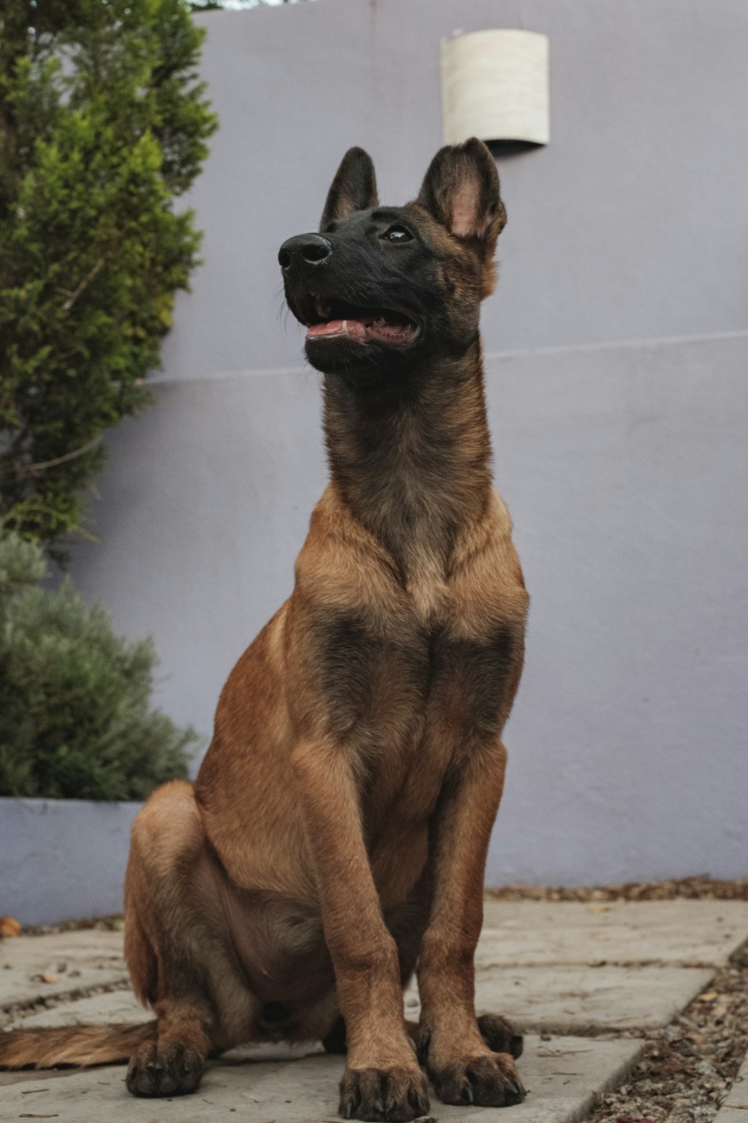 Pastor Malinois Filhote sentado e atento, posando em um ambiente externo