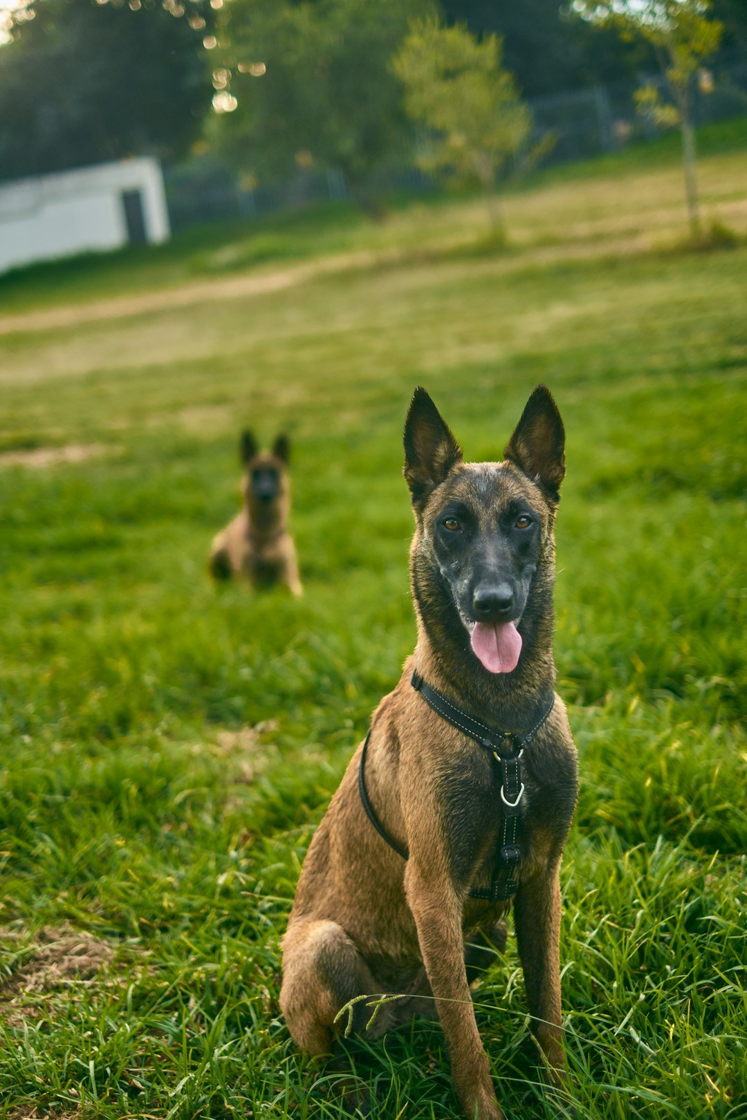 Pastor Malinois Filhote ao lado de outro cão da mesma raça em um campo aberto