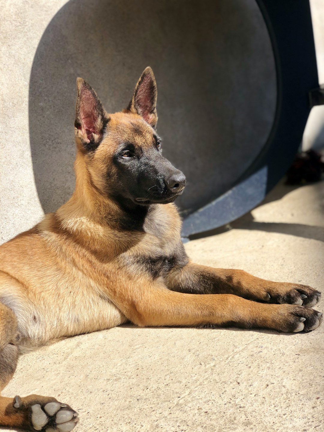 Pastor Malinois Filhote deitado no chão, com a expressão atenta típica da raça