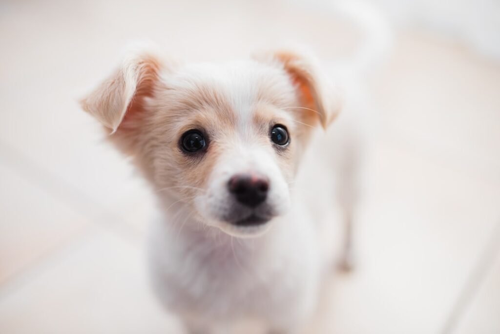 Reencarnação de cachorro: filhote de cão branco e marrom em retrato de perto