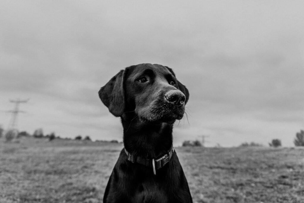 Reencarnação de cachorro: cão olhando diretamente para a câmera