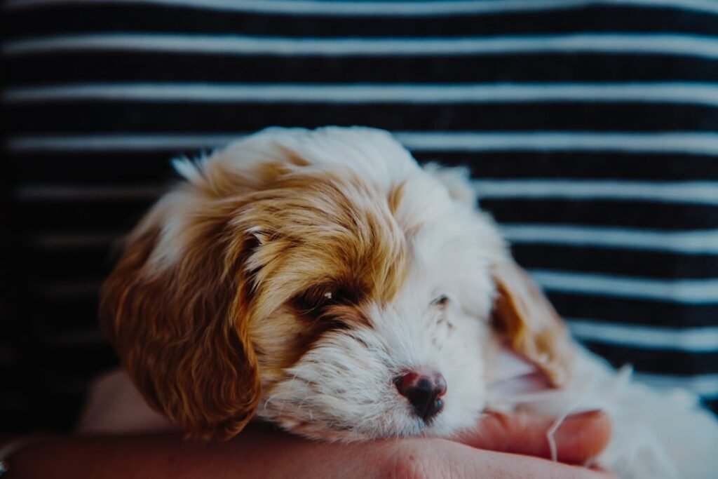 Reencarnação de cachorro: pessoa carregando um filhote de cão no colo