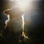 Reencarnação de cachorro: filhote em contraluz dourado olhando para cima, cercado de luz