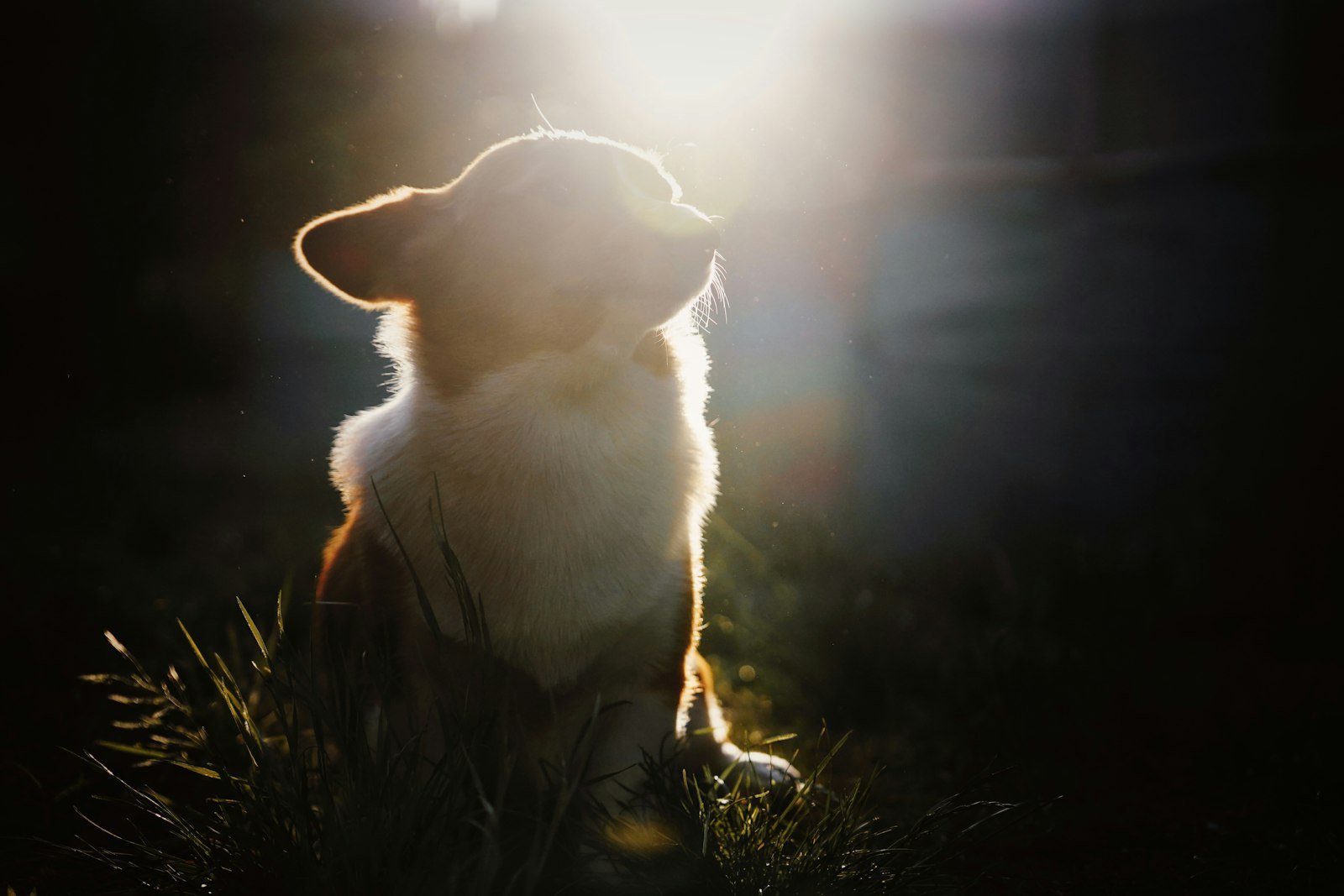Reencarnação de cachorro: filhote em contraluz dourado olhando para cima, cercado de luz
