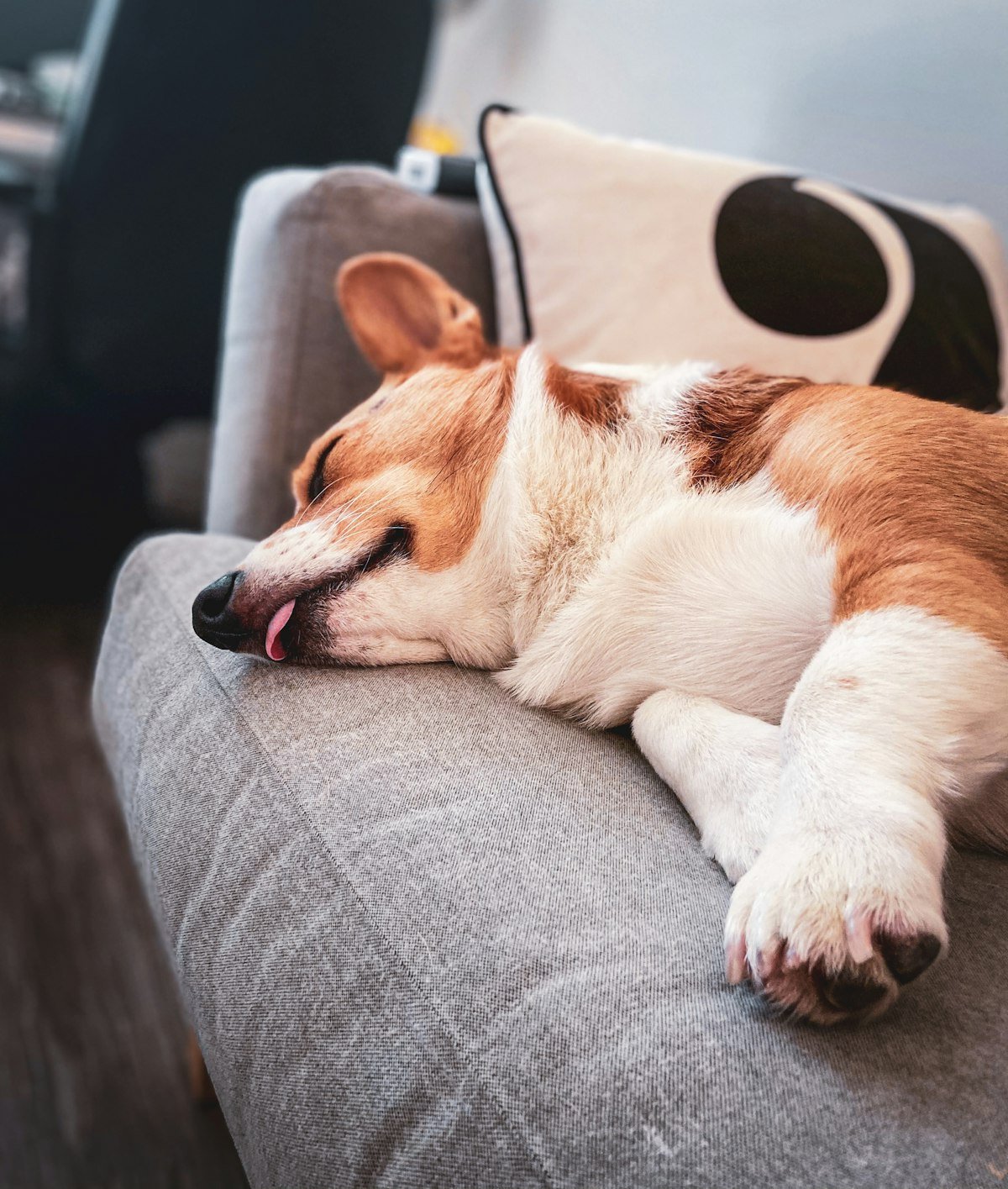 Sedentarismo canino: cachorro deitado e parado em cima do sofá, sem disposição para brincar