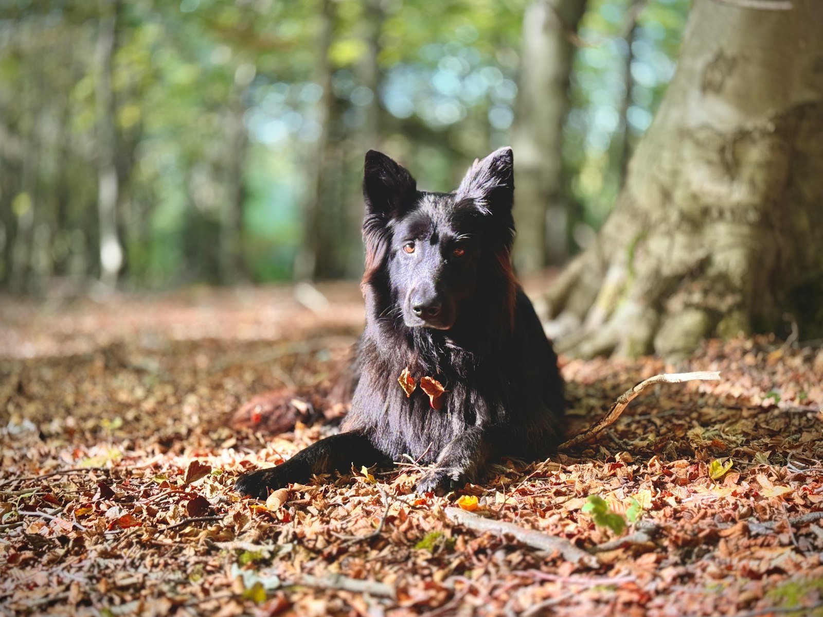 Sonhar com cachorro preto: cão preto deitado no chão ao lado de uma árvore