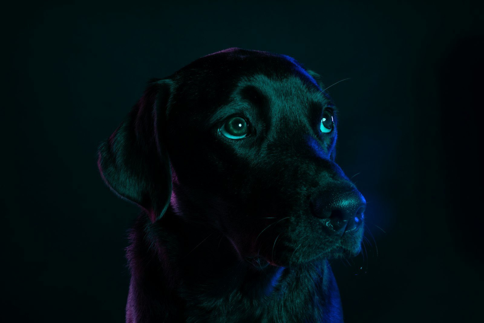 Sonhar com cachorro preto: labrador preto adulto sentado ao ar livre