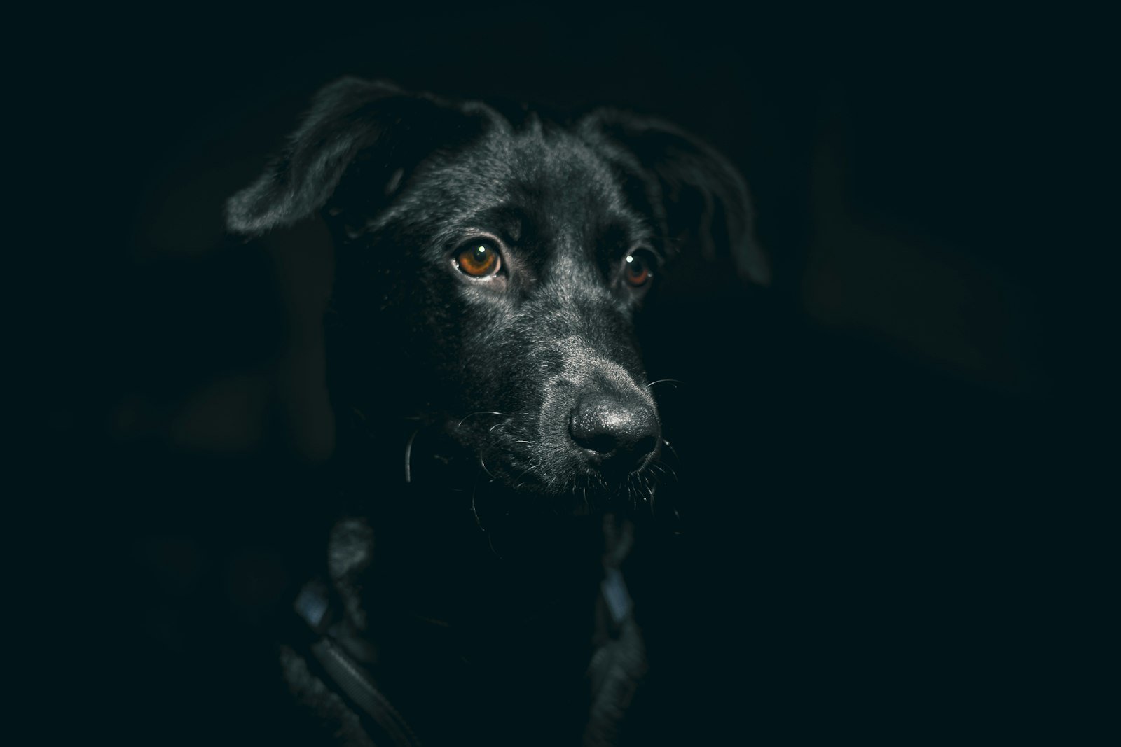 Sonhar com cachorro preto: cão preto em close na penumbra, com olhar intenso