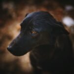 Sonhar com cachorro preto: cão preto de pelagem curta em foco seletivo olhando para a câmera