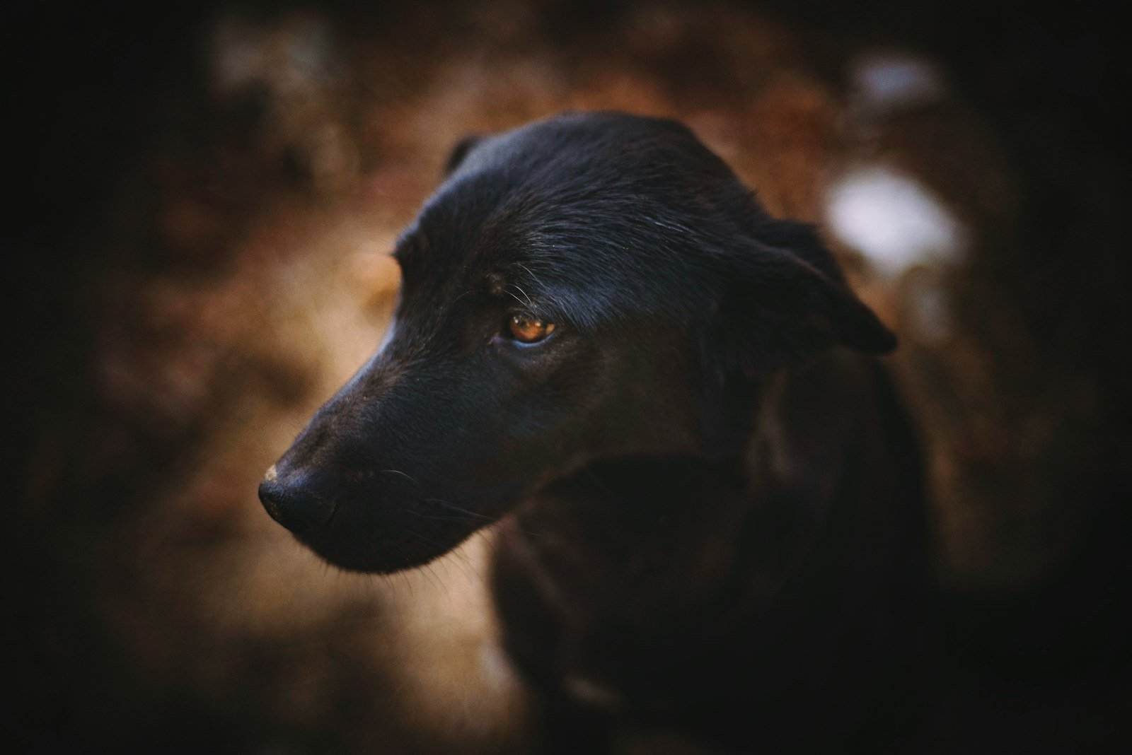 Sonhar com cachorro preto: cão preto de pelagem curta em foco seletivo olhando para a câmera