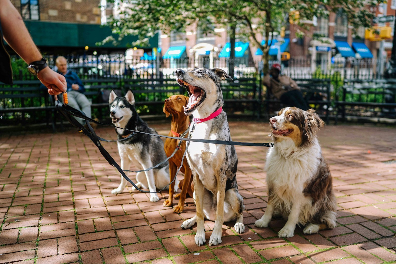 Sonhar com cachorro: quatro cães reunidos em um parque