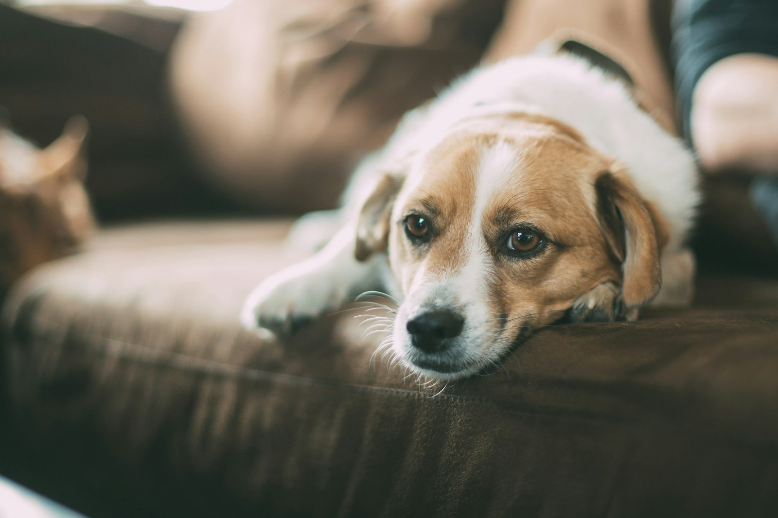 Sonhar com cachorro: cão de pelagem marrom deitado e relaxado no sofá