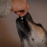 Vermífugo para cachorro: tutor oferecendo comida com carinho na mão para o cão