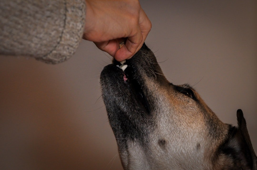 Vermífugo para cachorro: tutor oferecendo comida com carinho na mão para o cão