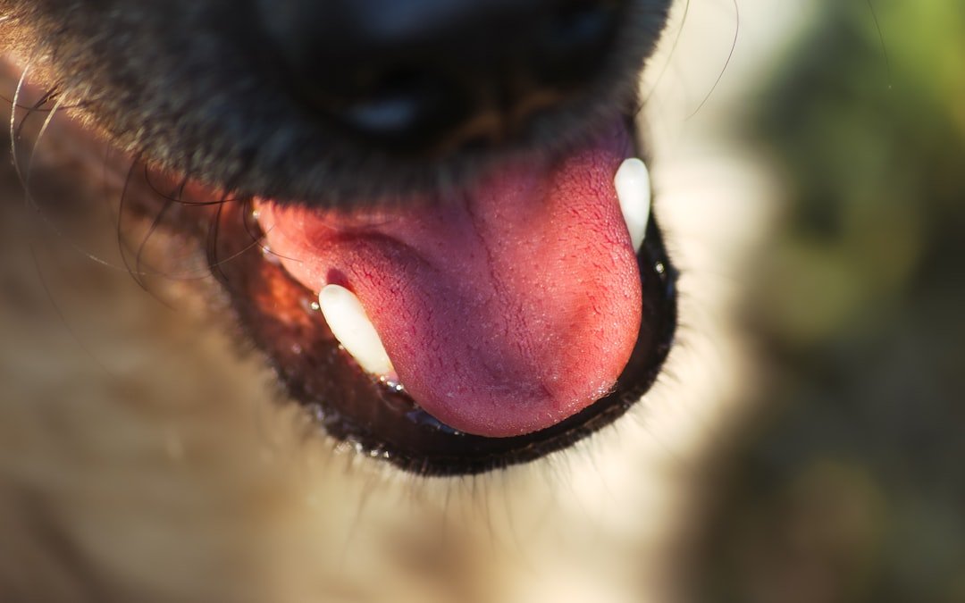 Vermífugo para cachorro: focinho de cão em close, com a língua para fora