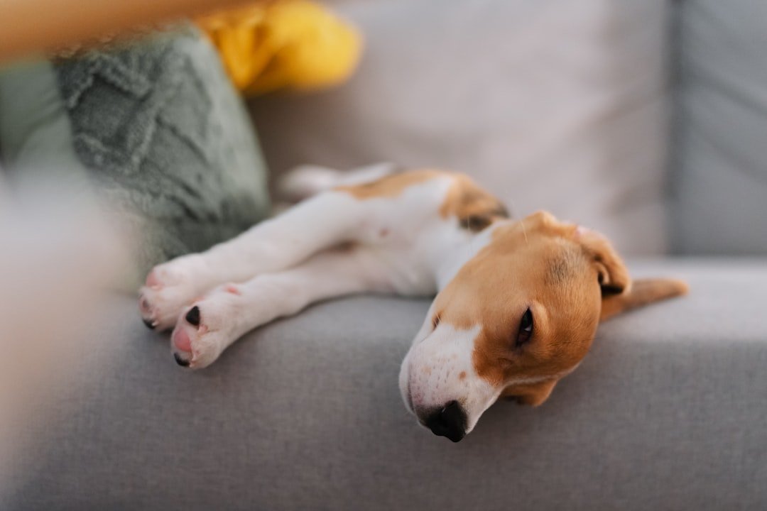 Vermífugo para cachorro: filhote de beagle dormindo tranquilo em um sofá cinza