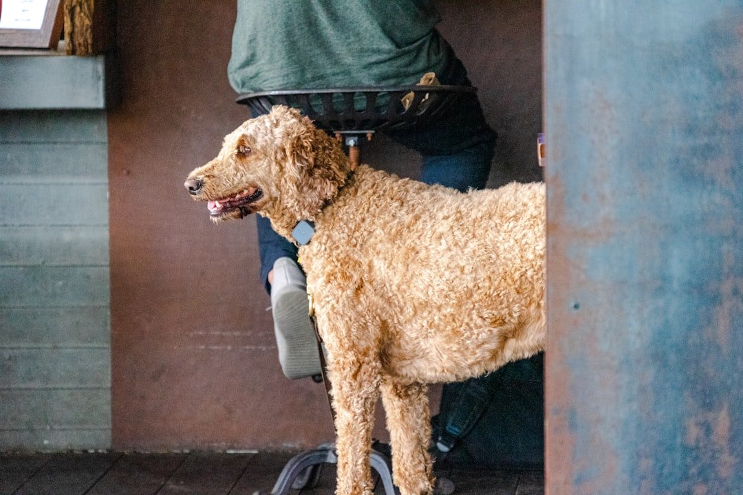 Vermífugo para cachorro: cão de pelagem longa e castanha em foco suave
