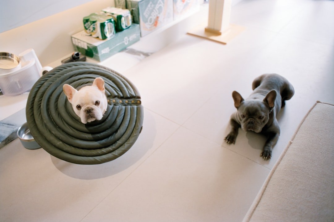Vermífugo para cachorro: dois buldogues franceses deitados lado a lado em piso claro