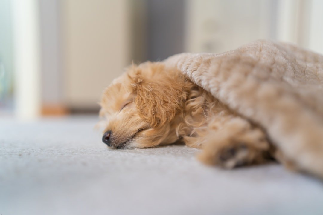 Vermífugo para cachorro: cão de pelagem longa deitado sobre um tecido claro