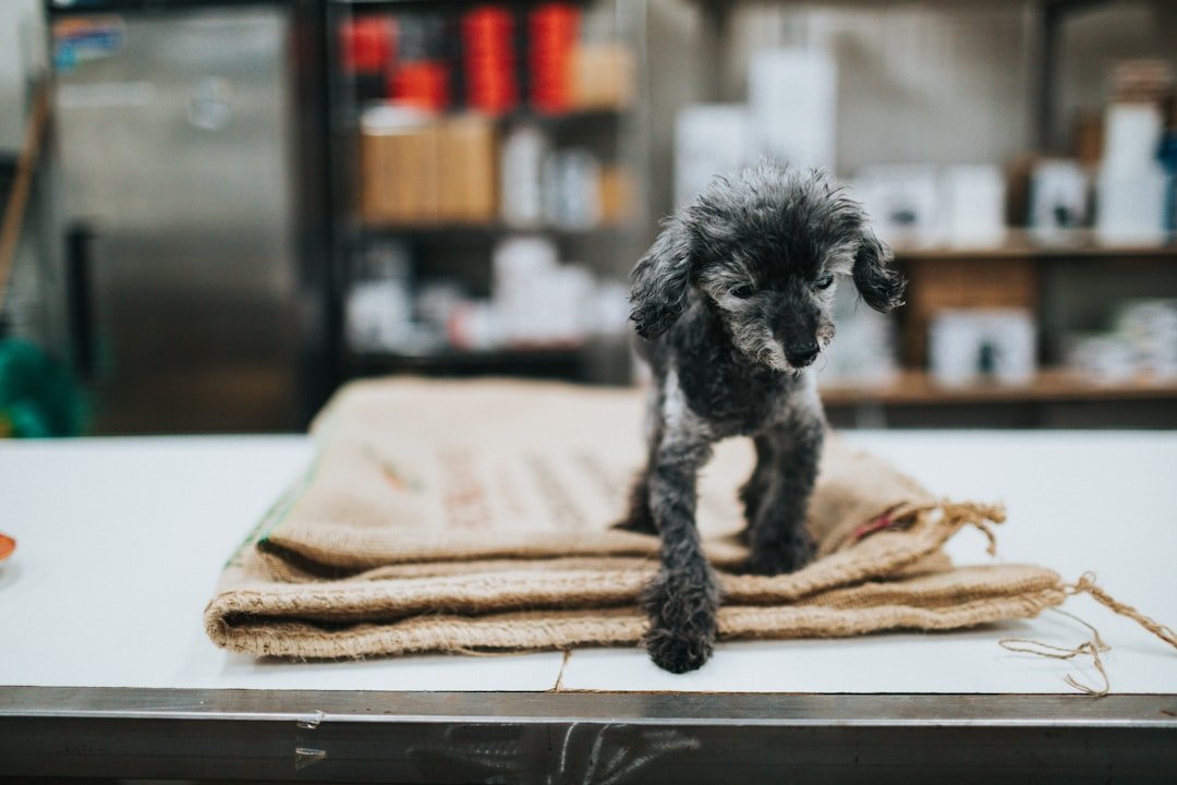 Vermífugo para cachorro: filhote de poodle preto deitado sobre uma toalha branca