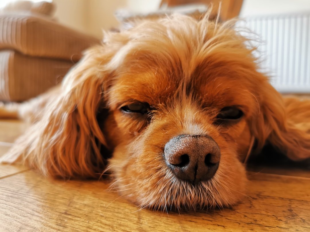 Vermífugo para cachorro: cão deitado no chão em repouso
