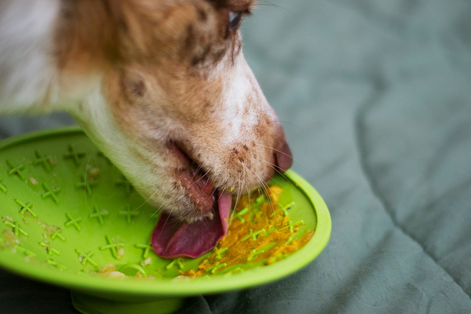 Vitamina B12 para cachorro: cão comendo em uma tigela verde, representando uma alimentação balanceada