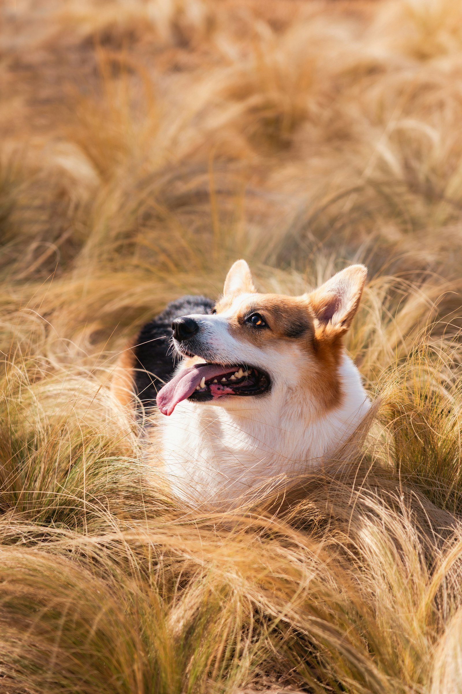 Vitamina B12 para cachorro: corgi feliz deitado em grama alta, com expressão tranquila e saudável
