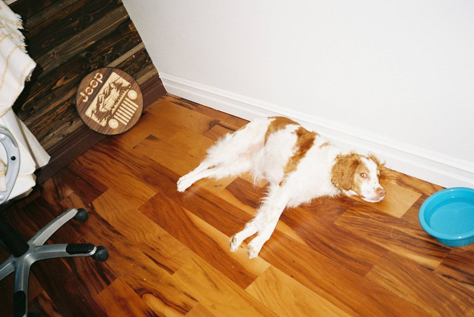 Vitamina B12 para cachorro: cão deitado e cansado sobre piso de madeira, com pouca disposição