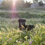 Vitamina B12 para cachorro: cão de pelagem preta e castanha correndo animado em um campo verde, demonstrando energia e vitalidade