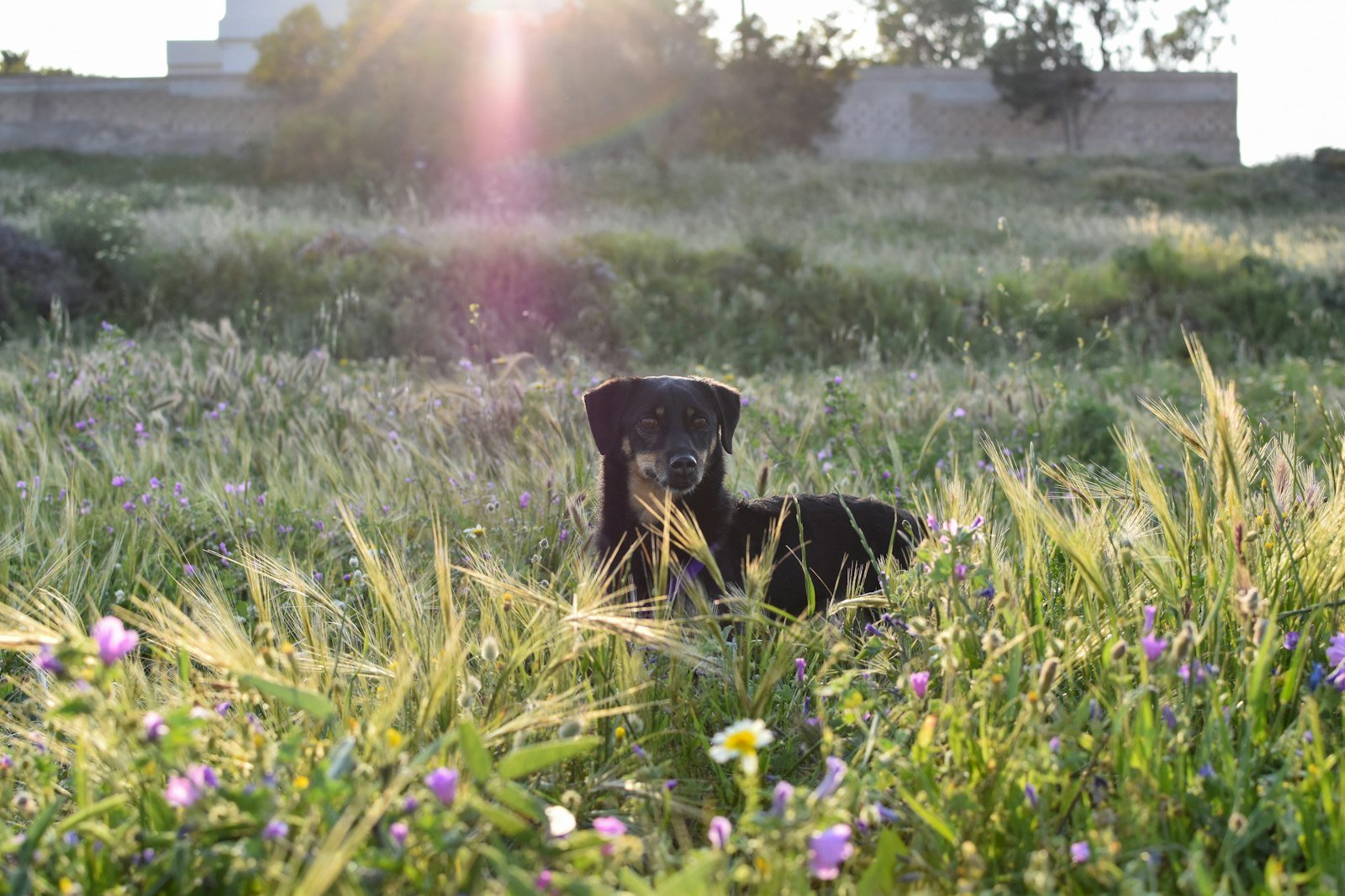 Vitamina B12 para cachorro: cão de pelagem preta e castanha correndo animado em um campo verde, demonstrando energia e vitalidade