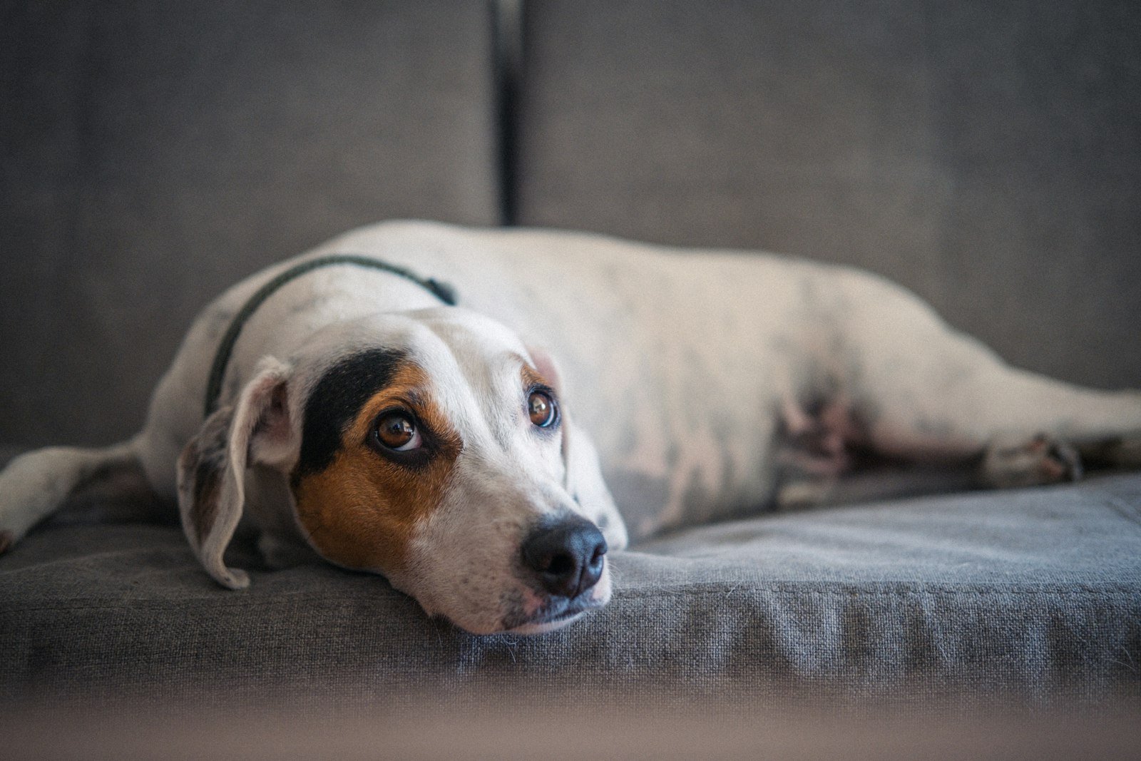 Vitamina B12 para cachorro: cão deitado no sofá com a cabeça apoiada, aparentando desconforto abdominal