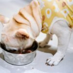 Vitamina para cachorro: bulldog francês comendo em tigela de metal na cozinha