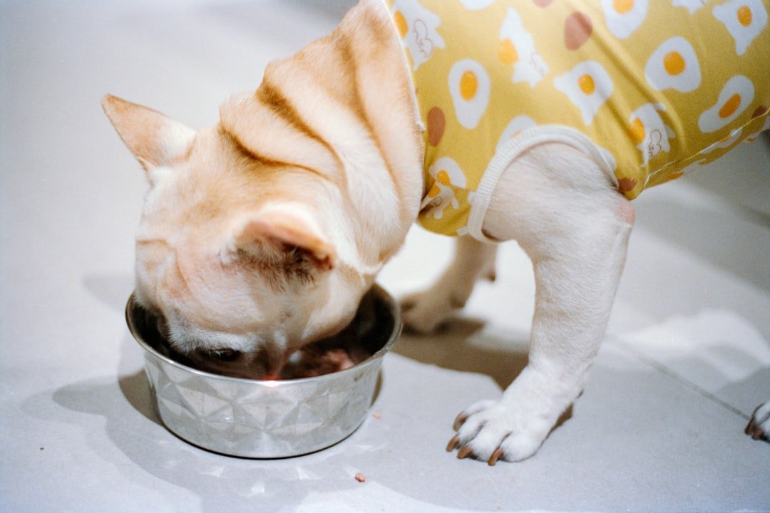 Vitamina para cachorro: bulldog francês comendo em tigela de metal na cozinha