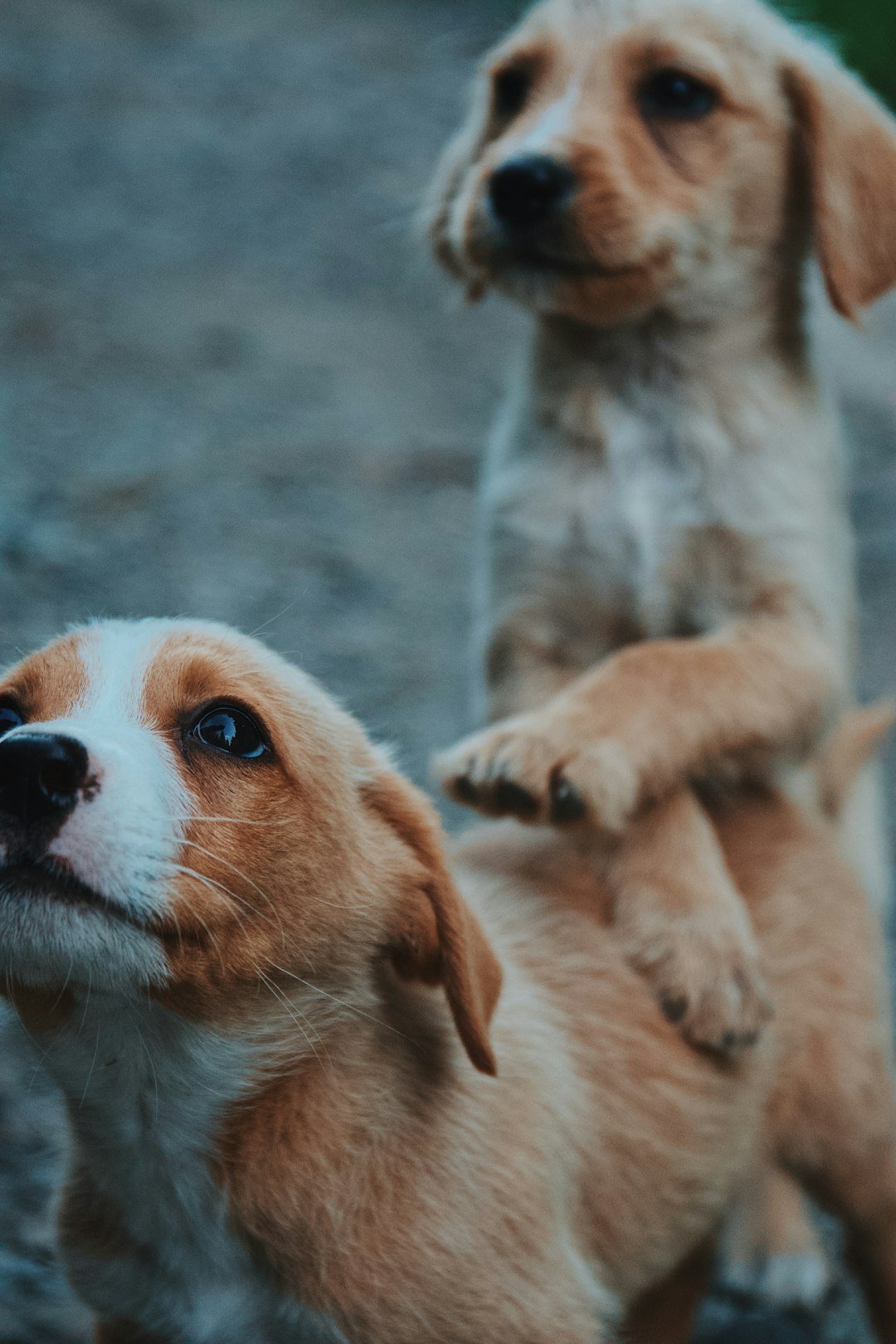 Vitamina para cachorro: dois cães de portes diferentes lado a lado, representando fases distintas da vida
