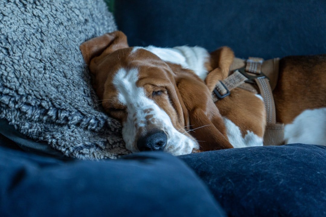 Vitamina para cachorro: cão idoso da raça basset hound descansando deitado no sofá
