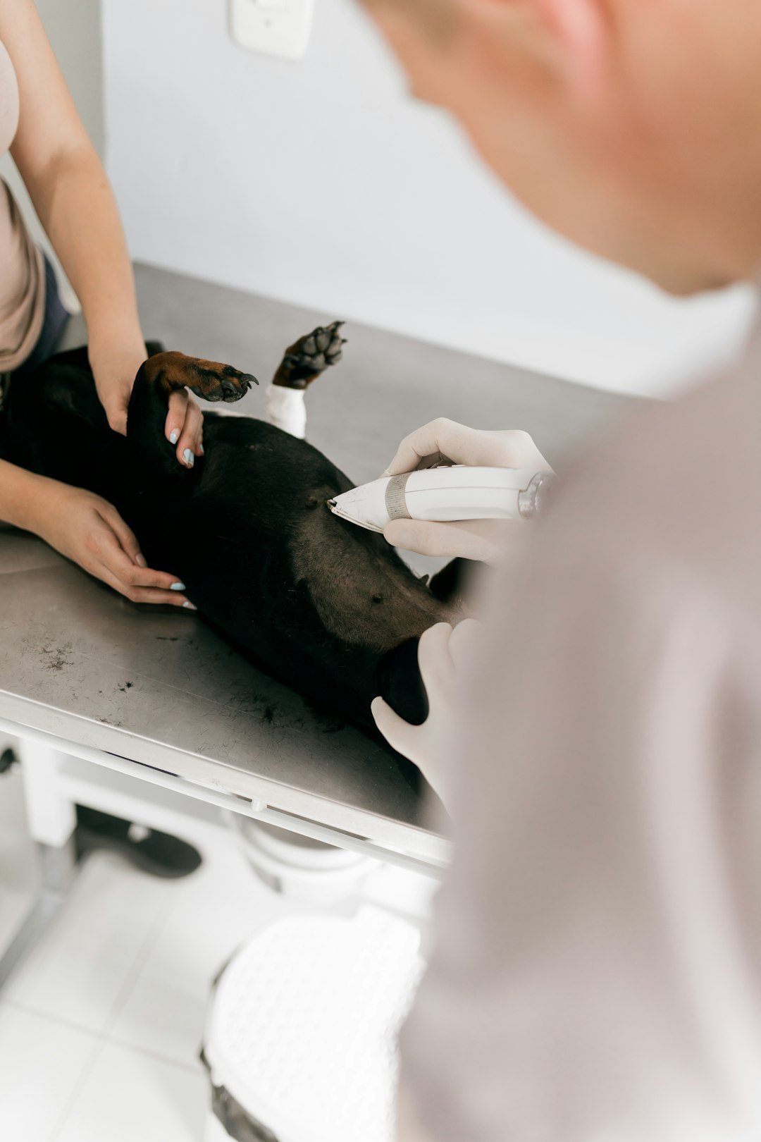 Vitamina para cachorro: veterinária examinando cão em mesa de consulta