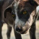 Vitamina para cachorro engordar: cão de rua magro olhando para frente