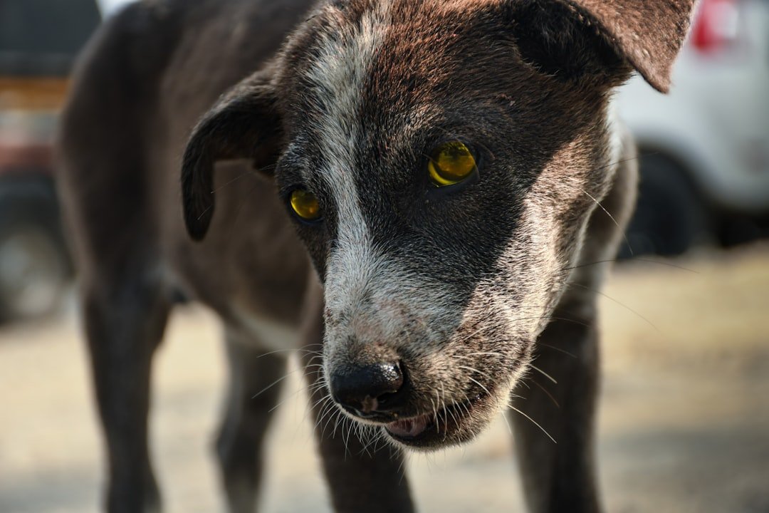 Vitamina para cachorro engordar: cão de rua magro olhando para frente