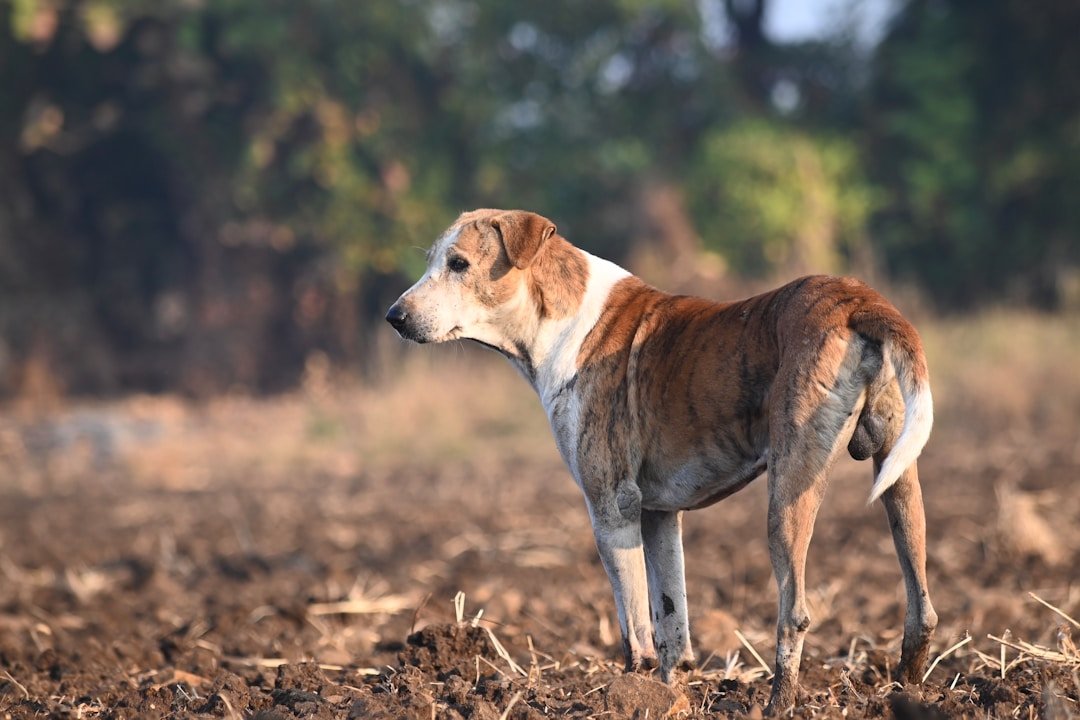 Vitamina para cachorro engordar: cão magro em pé em um campo, mostrando as costelas
