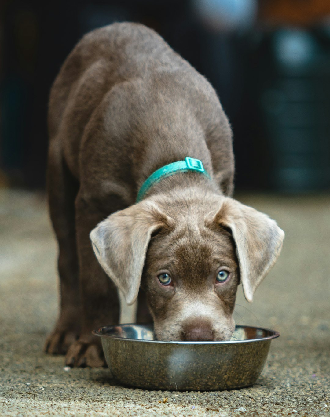 Vitamina para cachorro engordar: cão marrom comendo em uma tigela de metal