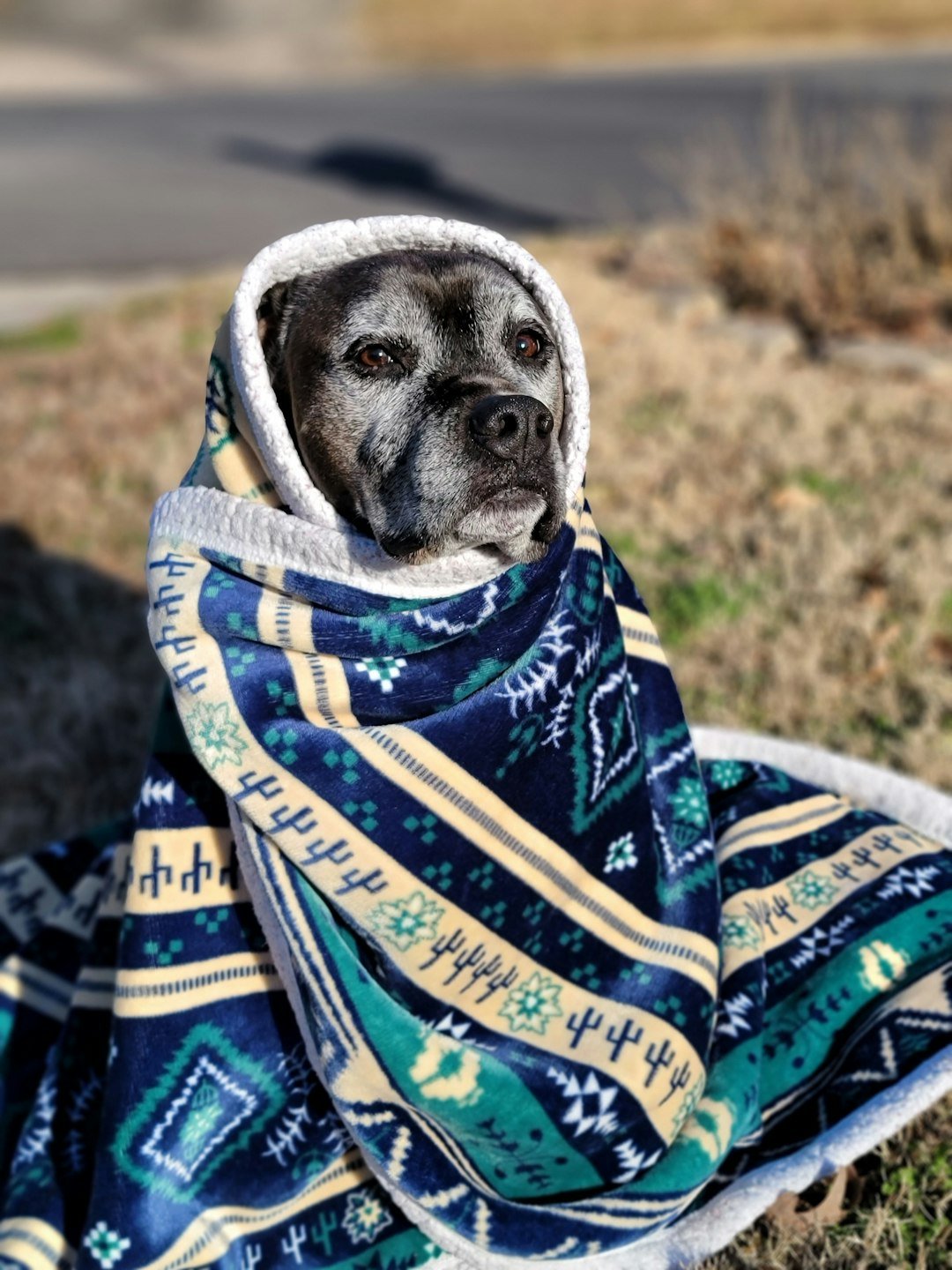 Vitamina para cachorro engordar: filhote resgatado enrolado em um cobertor