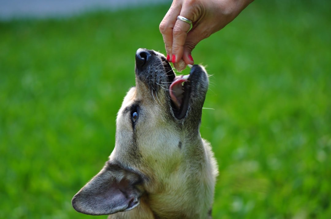 Vitamina para cachorro engordar: tutor oferecendo um pedaço de comida na mão do cão