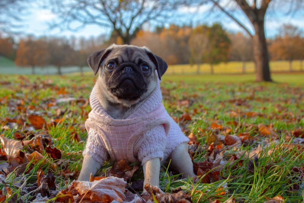 Cachorro Pug