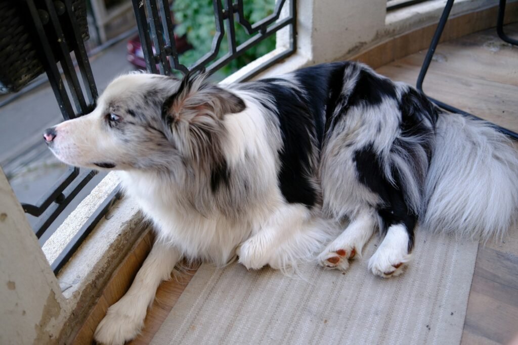 Cachorro e a lei: border collie deitado tranquilamente na varanda de um apartamento